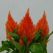 Celosia plumosa  Calimba Orange